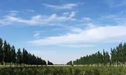 クコ畑（自社写真）.jpg