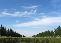 クコ畑（自社写真）.jpg